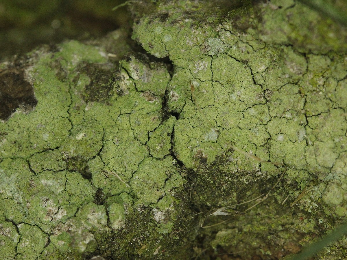 Bacidina sulphurella (door Laurens Sparrius)