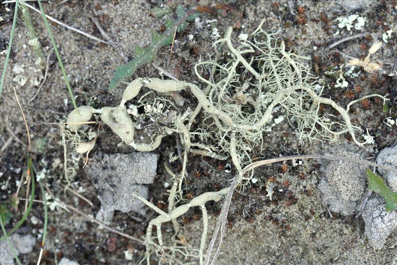 Usnea articulata (door Laurens Sparrius)