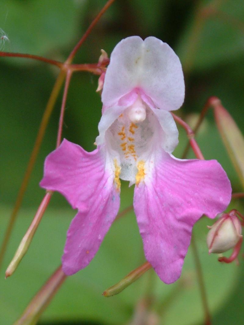 Impatiens balfourii (door Adrie van Heerden)