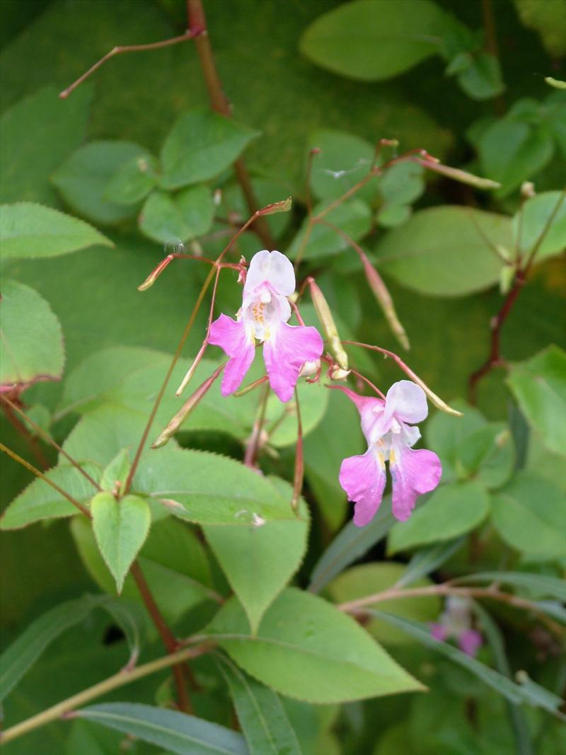 Impatiens balfourii (door Adrie van Heerden)