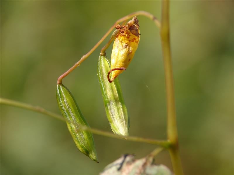 Impatiens capensis (door Adrie van Heerden)