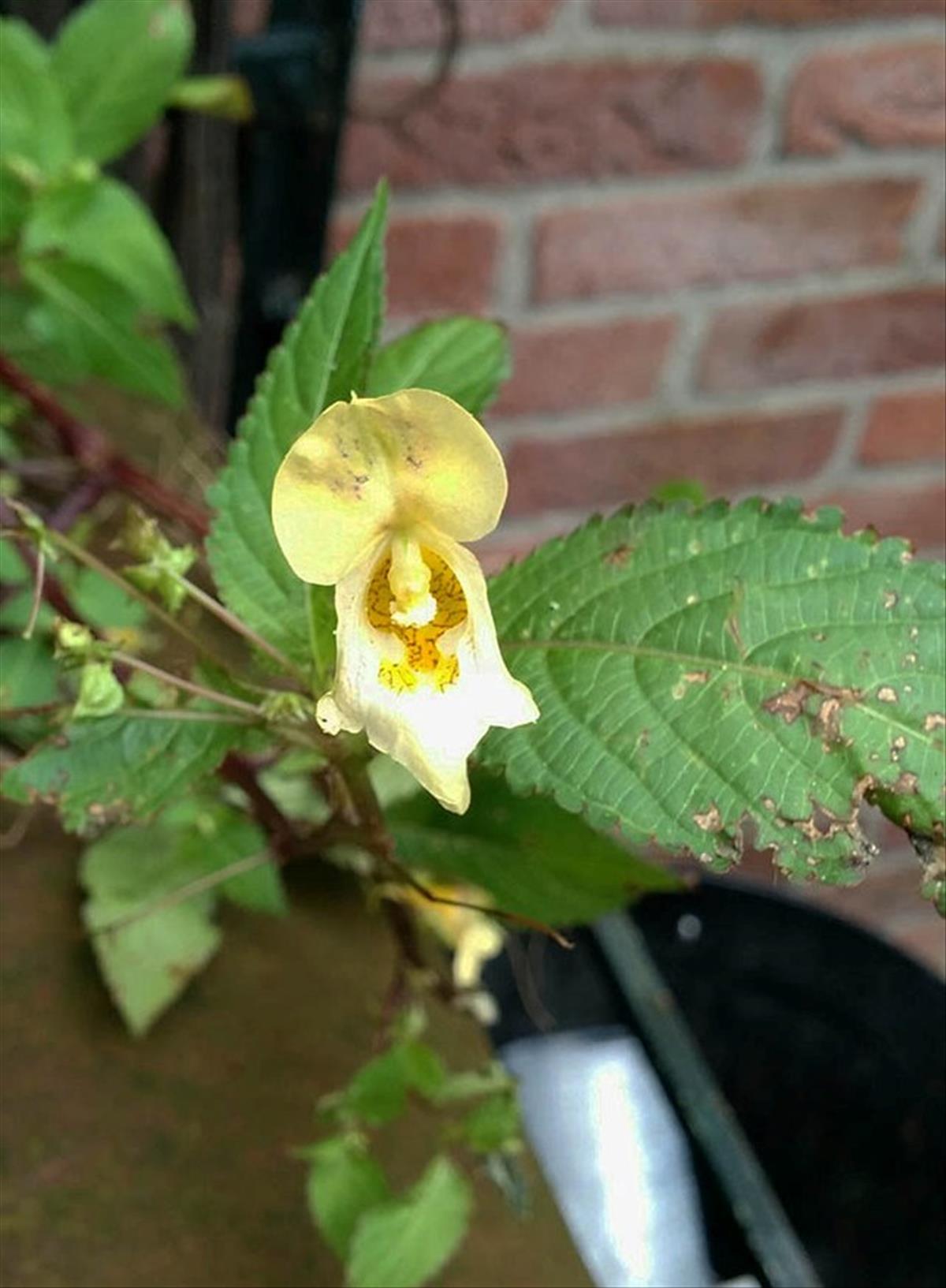 Impatiens edgeworthii (door Erik Slootweg)