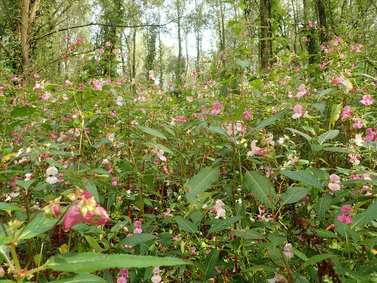 Impatiens glandulifera (door Adrie van Heerden)