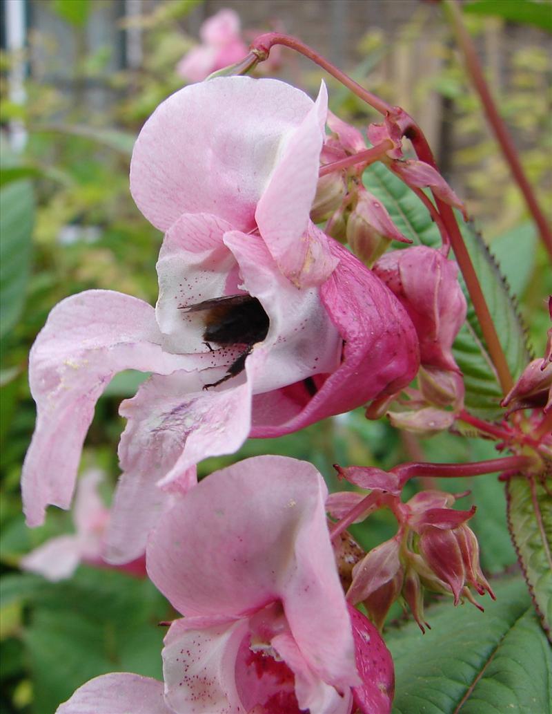 Impatiens glandulifera (door Adrie van Heerden)