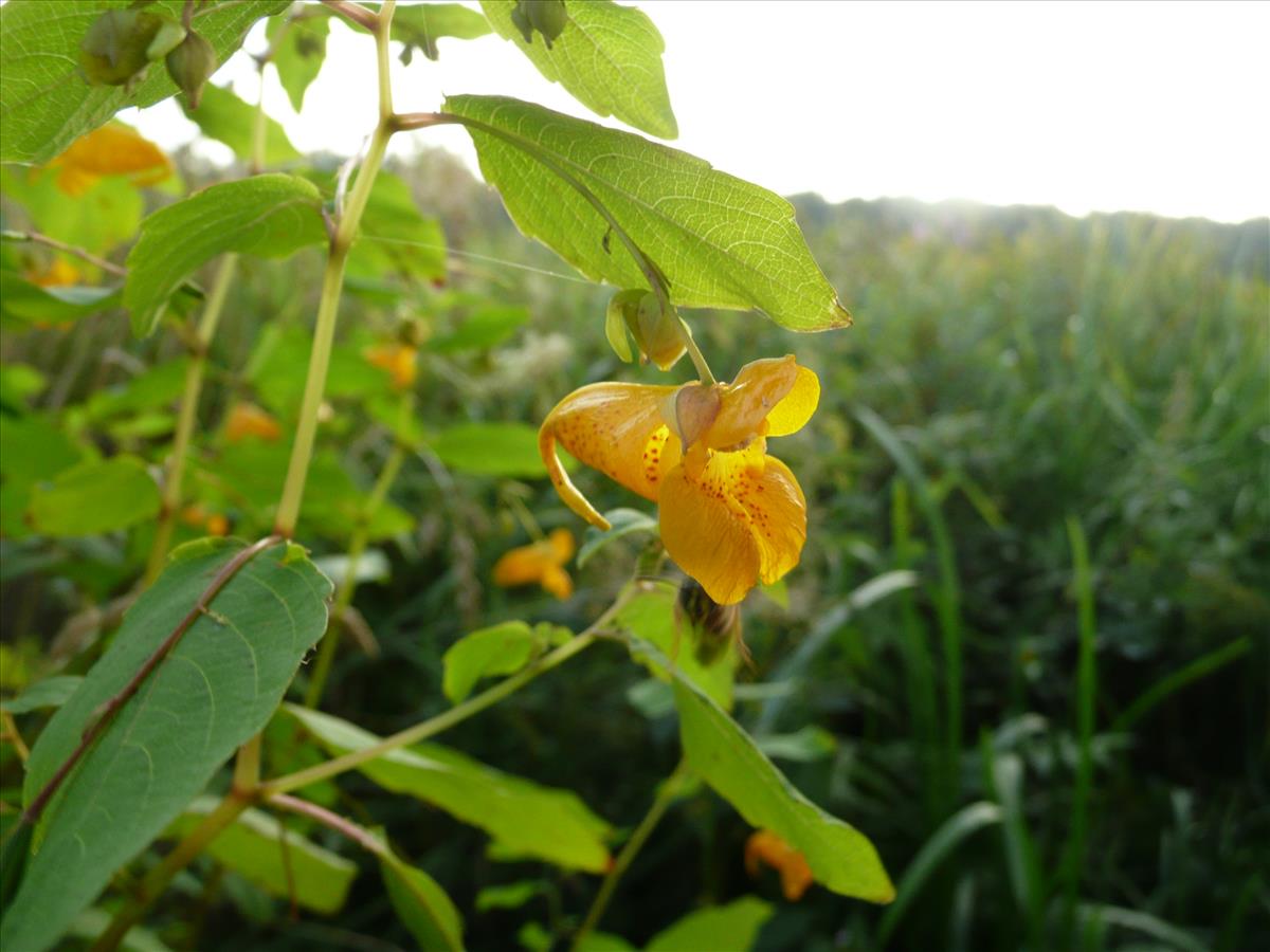 Impatiens capensis (door Annie Vos)