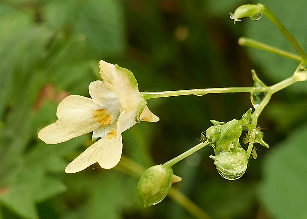 Impatiens parviflora (door Ab H. Baas)