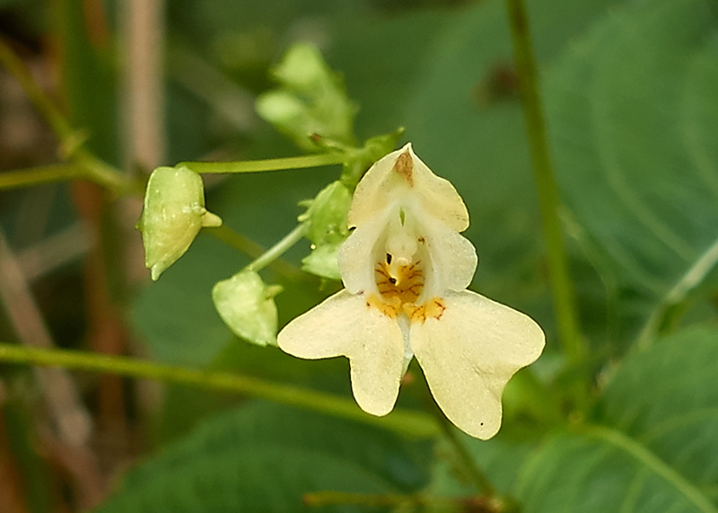 Impatiens parviflora (door Ab H. Baas)