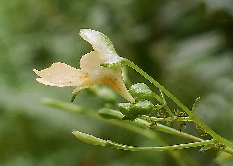 Impatiens parviflora (door Ab H. Baas)