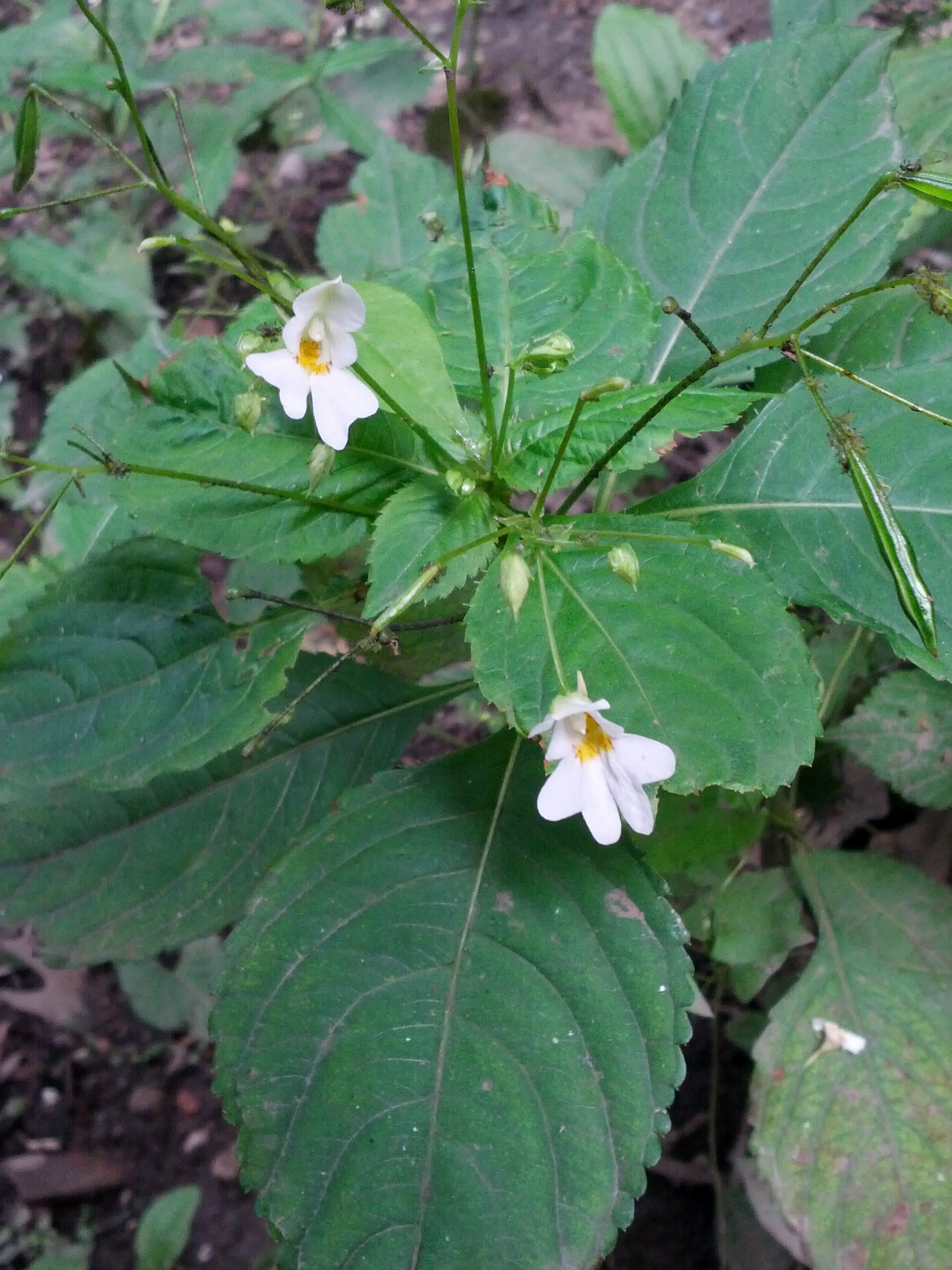 Impatiens parviflora (door Ruud Beringen)