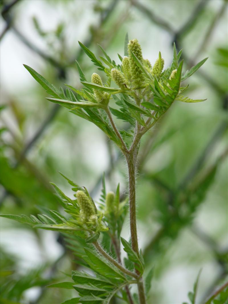 Ambrosia artemisiifolia (door Willemien Troelstra)