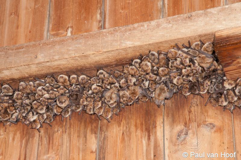 Myotis emarginatus (door Paul van Hoof)