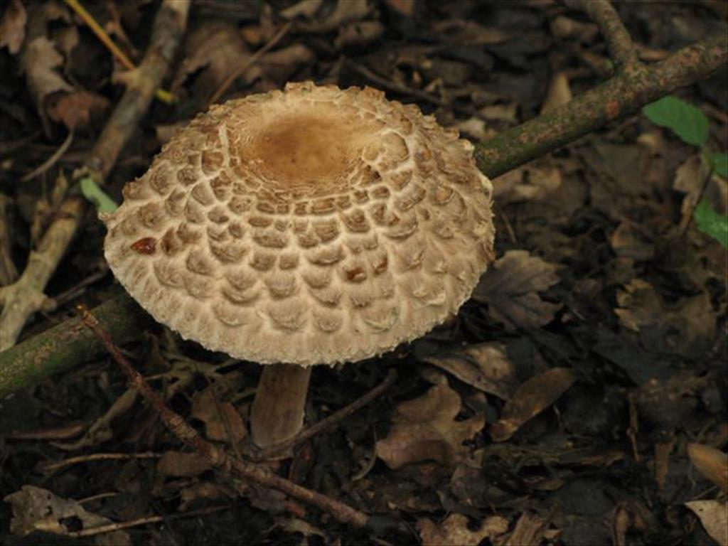 Chlorophyllum olivieri (door J.L.J. Wolfs)