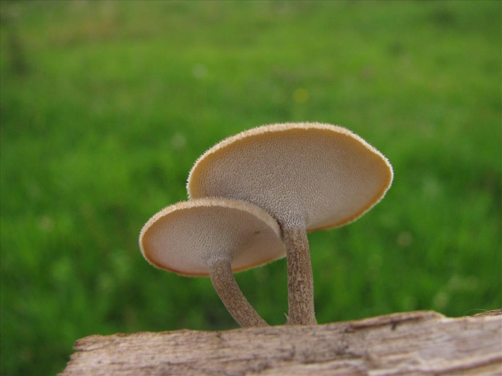 Polyporus ciliatus (door J.L.J. Wolfs)