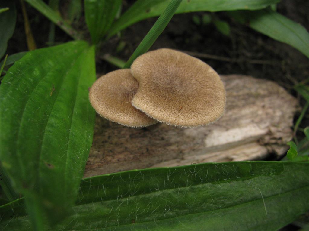 Polyporus ciliatus (door J.L.J. Wolfs)