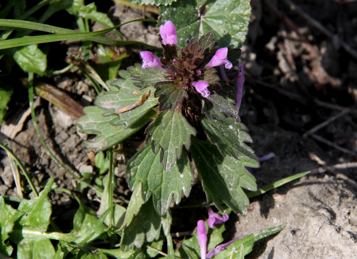 Lamium hybridum (door Peter Meininger)