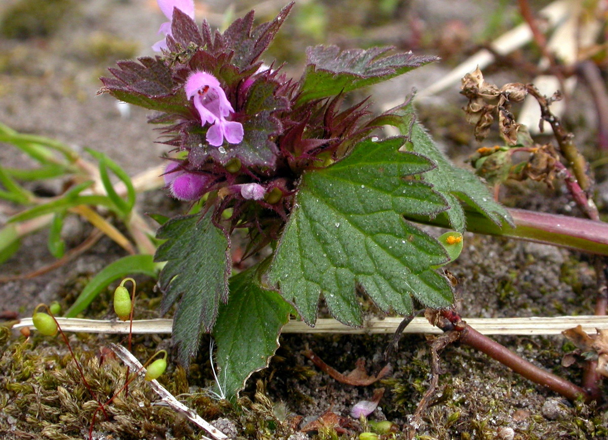 Lamium hybridum (door Peter Meininger)