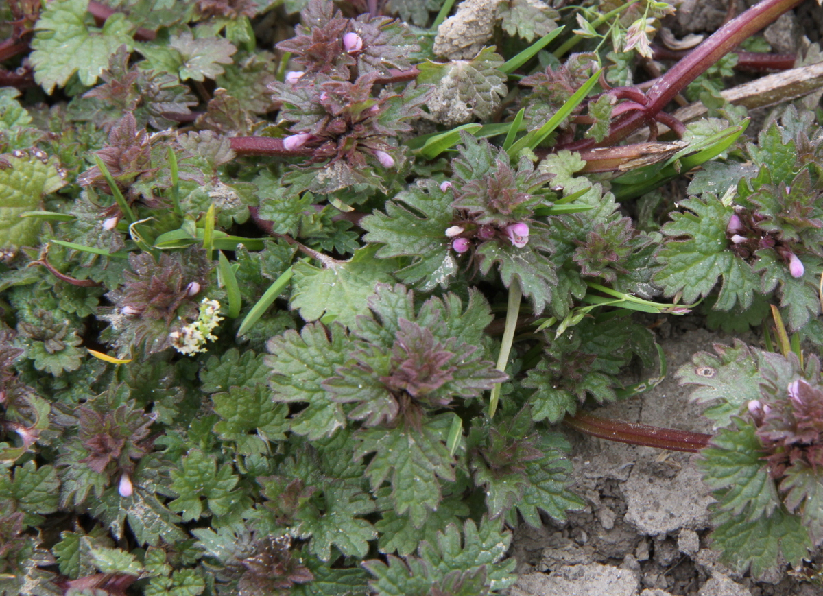 Lamium hybridum (door Peter Meininger)