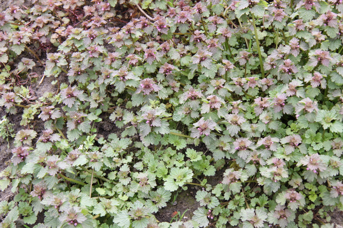 Lamium hybridum (door Peter Meininger)