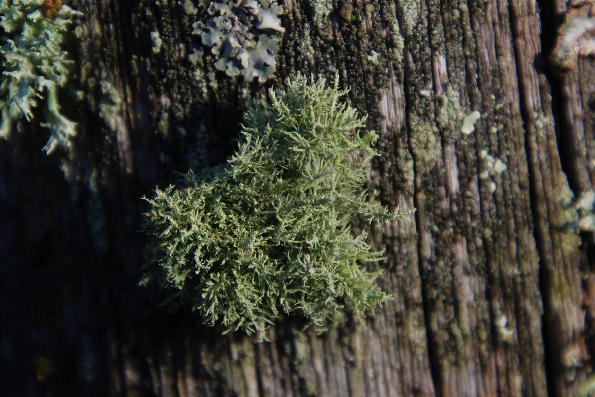 Usnea cornuta (door Maarten Langbroek)