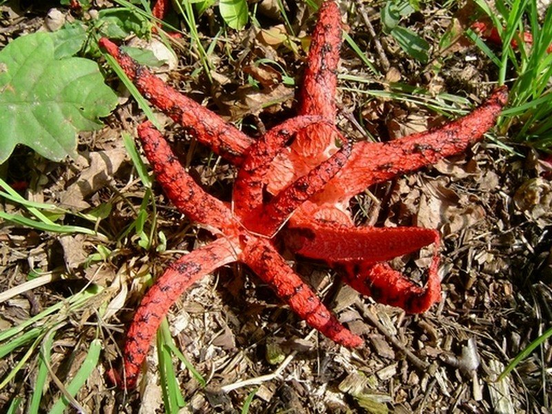 Clathrus archeri (door Dave Bergveld)