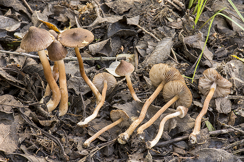 Inocybe acuta (door Nico Dam)