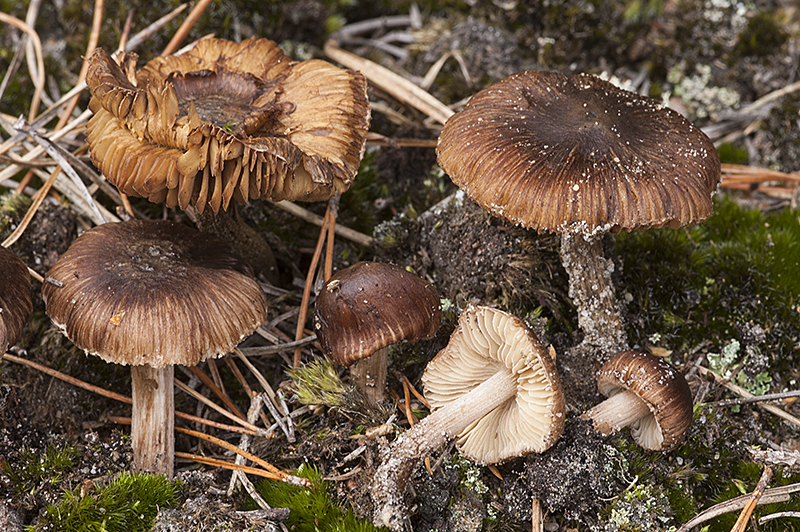 Inocybe assimilata (door Nico Dam)