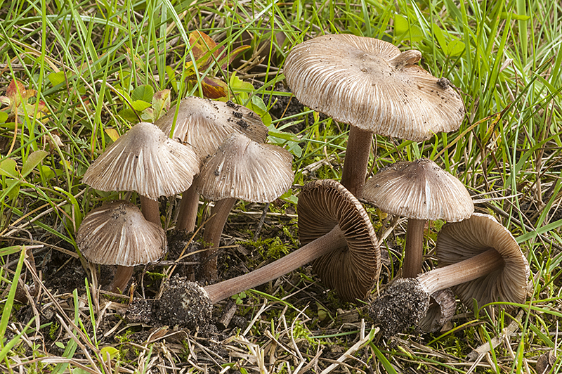 Inocybe asterospora (door Nico Dam)