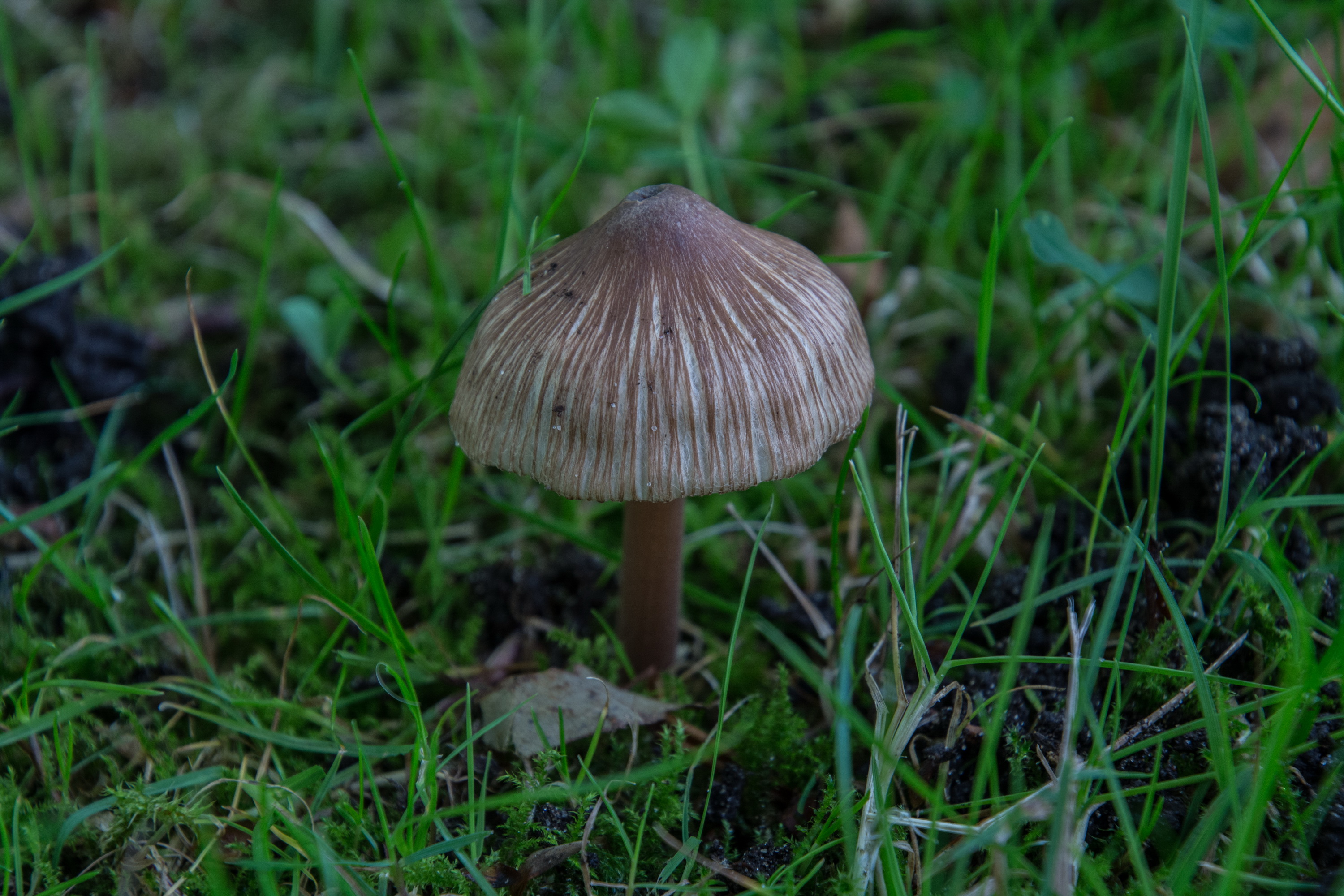 Inocybe asterospora (door Cora van der Plaats)