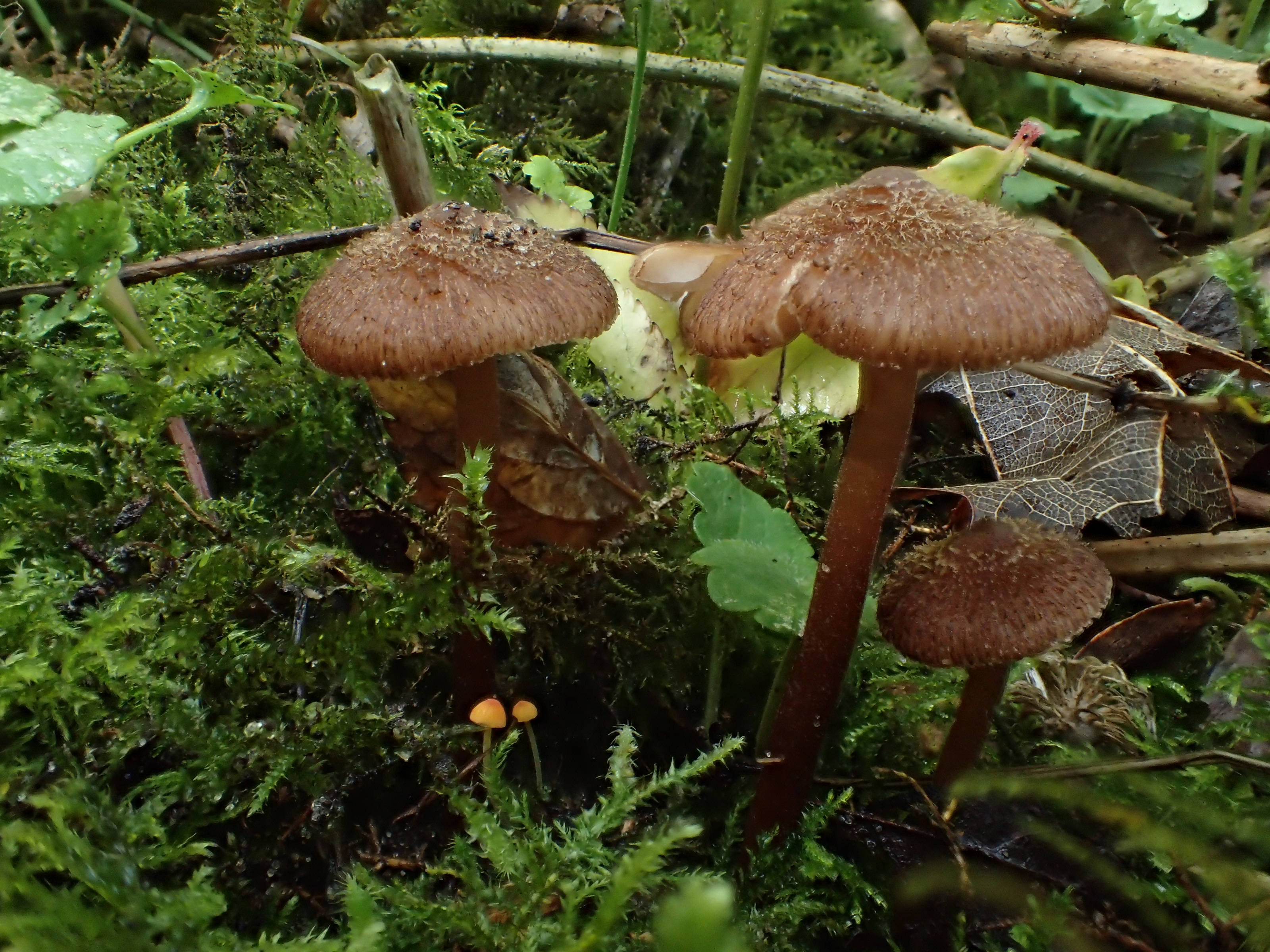 Inocybe calospora (door Leo Jalink)