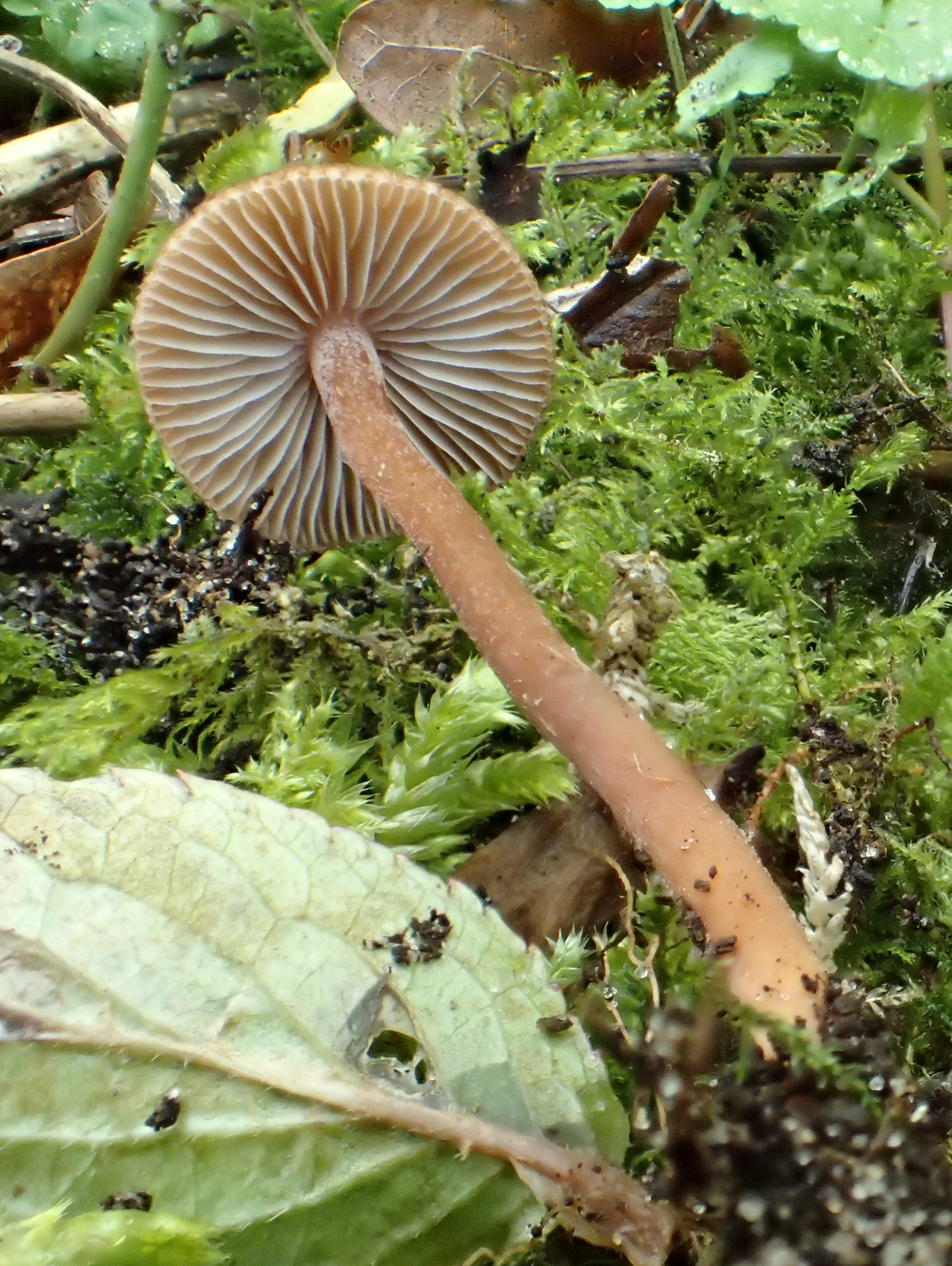 Inocybe calospora (door Leo Jalink)