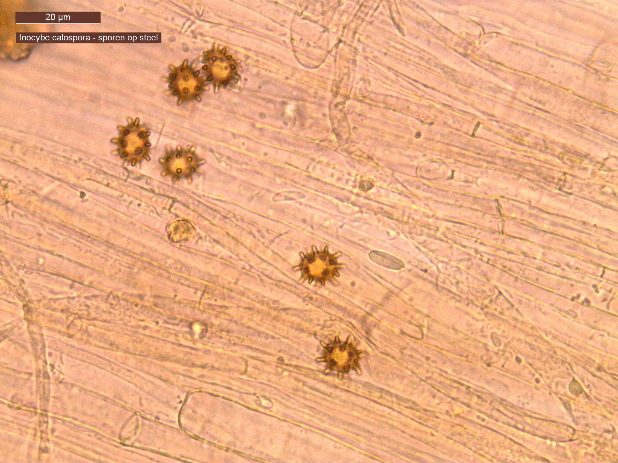 Inocybe calospora (door Leo Jalink)