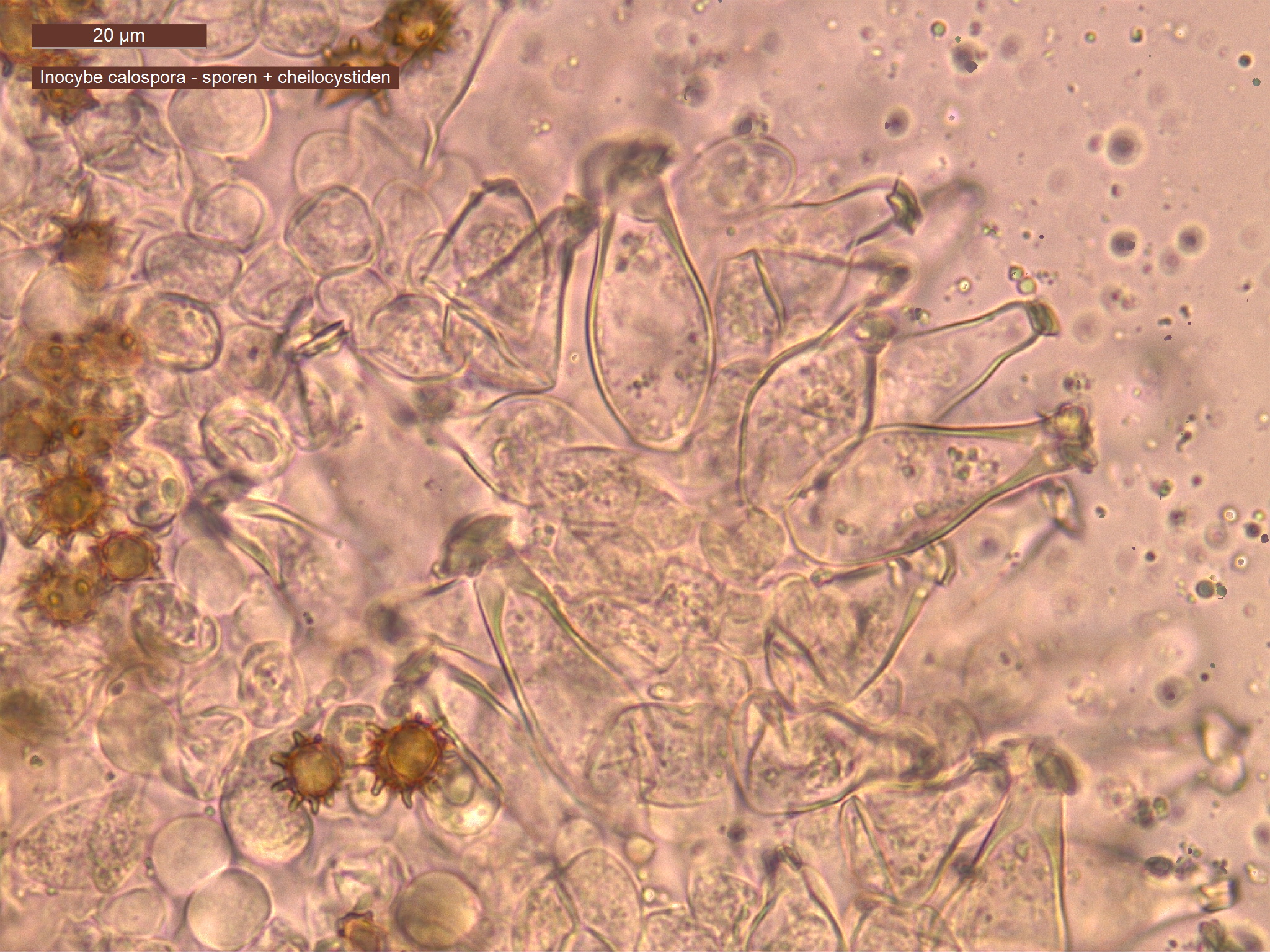 Inocybe calospora (door Leo Jalink)