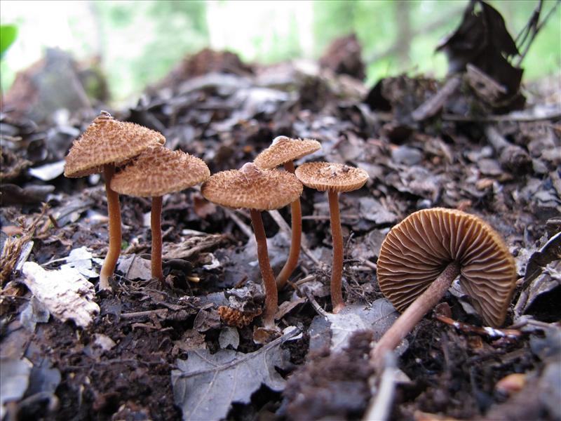 Inocybe calospora (door Marian Jagers)