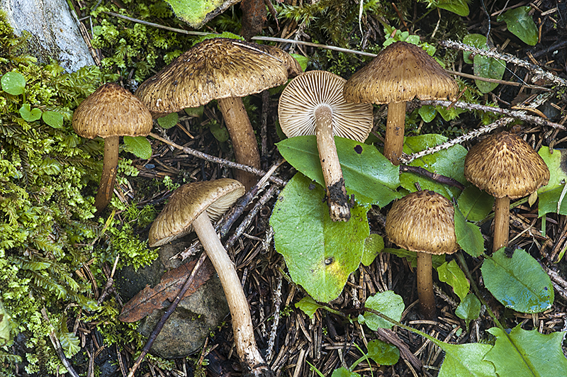 Inocybe cervicolor (door Nico Dam)