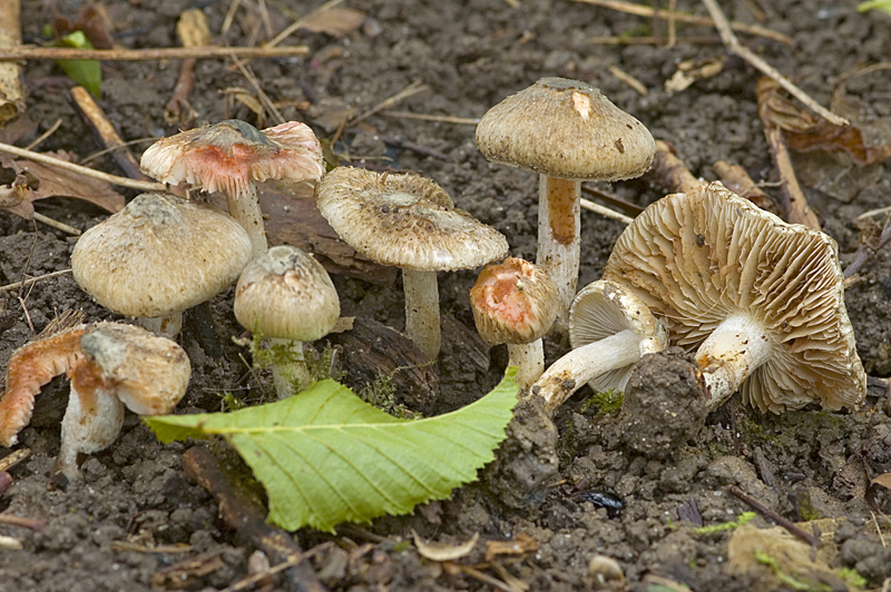 Inocybe haemacta (door Nico Dam)