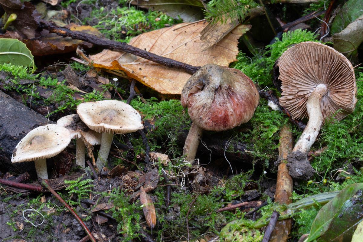 Inocybe haemacta (door Roeland Enzlin)