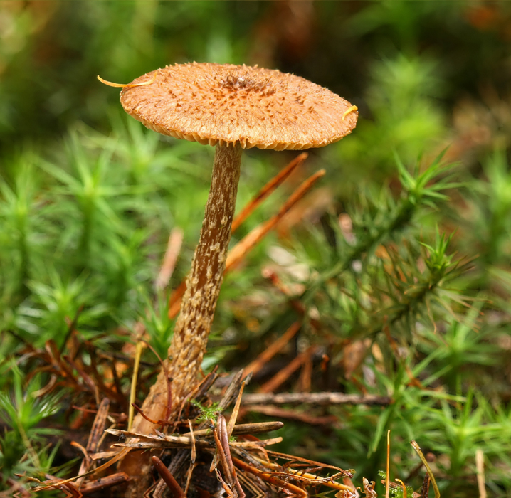 Inocybe stellatospora (door Menno Boomsluiter)