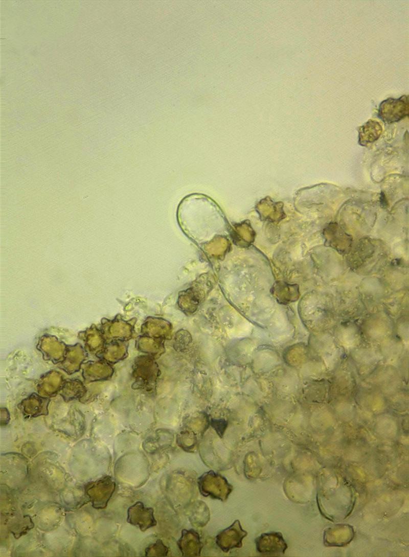 Inocybe stellatospora (door Menno Boomsluiter)