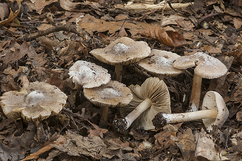 Inocybe maculata (door Nico Dam)