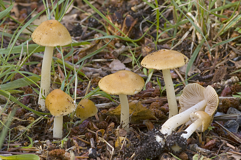 Inocybe mixtilis (door Nico Dam)