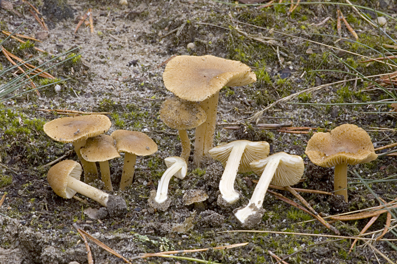 Inocybe xanthomelas (door Nico Dam)