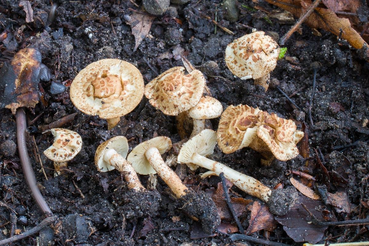 Inocybe mytiliodora (door Martin Gotink)