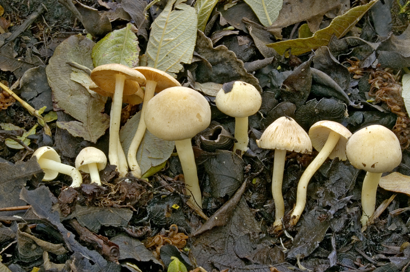 Inocybe paludinella (door Nico Dam)