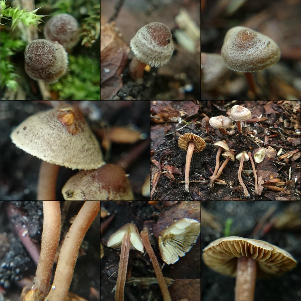 Inocybe petiginosa (door Michel Beeckman)