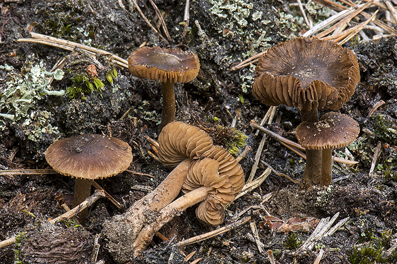 Inocybe soluta (door Nico Dam)