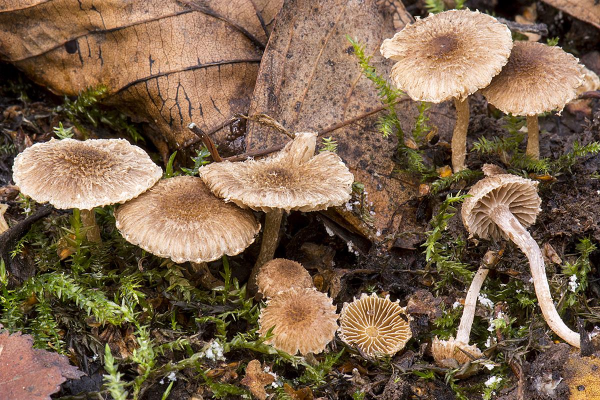 Inocybe squarrosa (door Nico Dam)