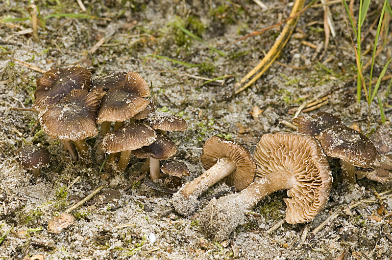 Inocybe subcarpta (door Nico Dam)