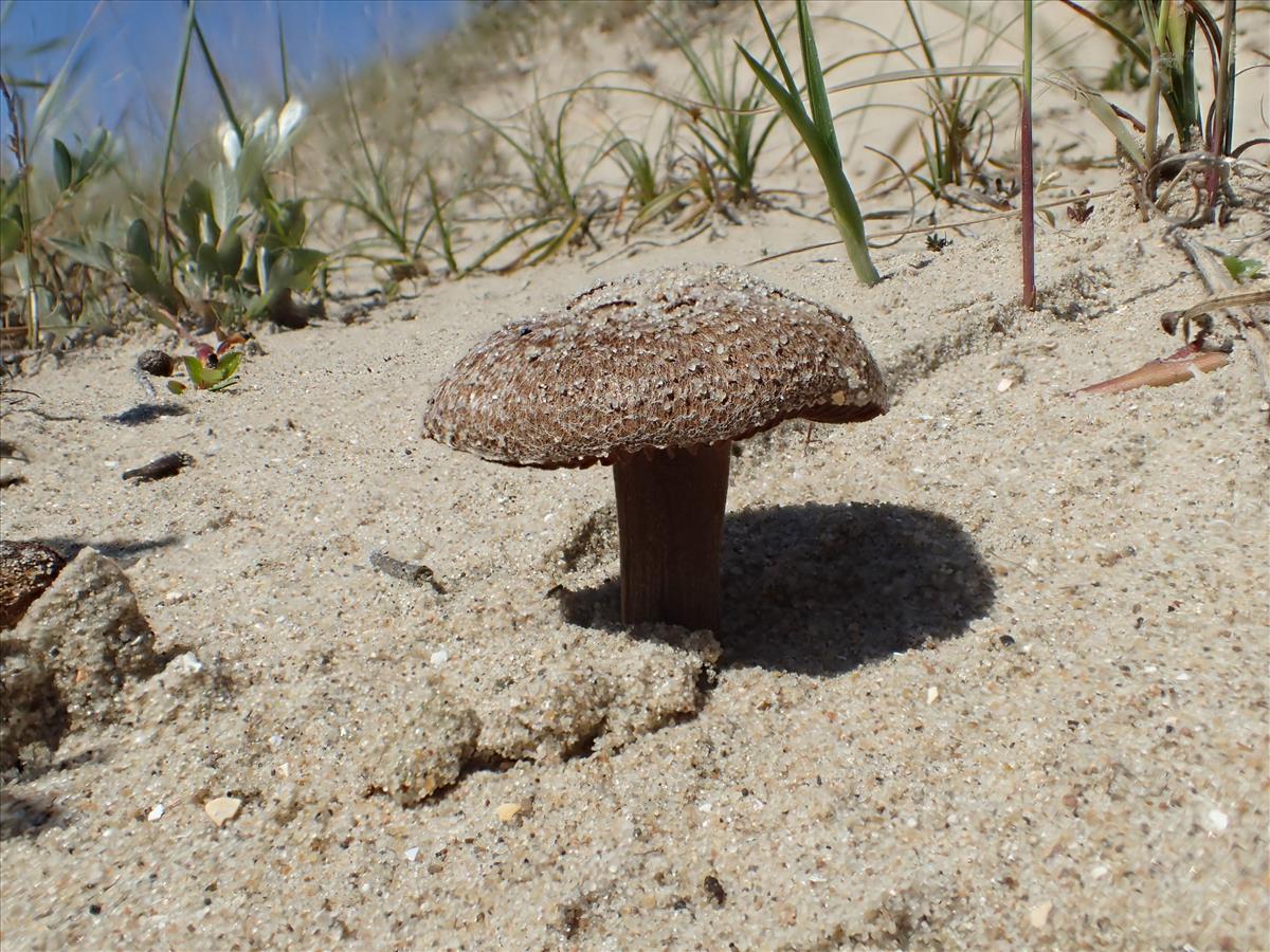 Inocybe vulpinella (door Leo Jalink)