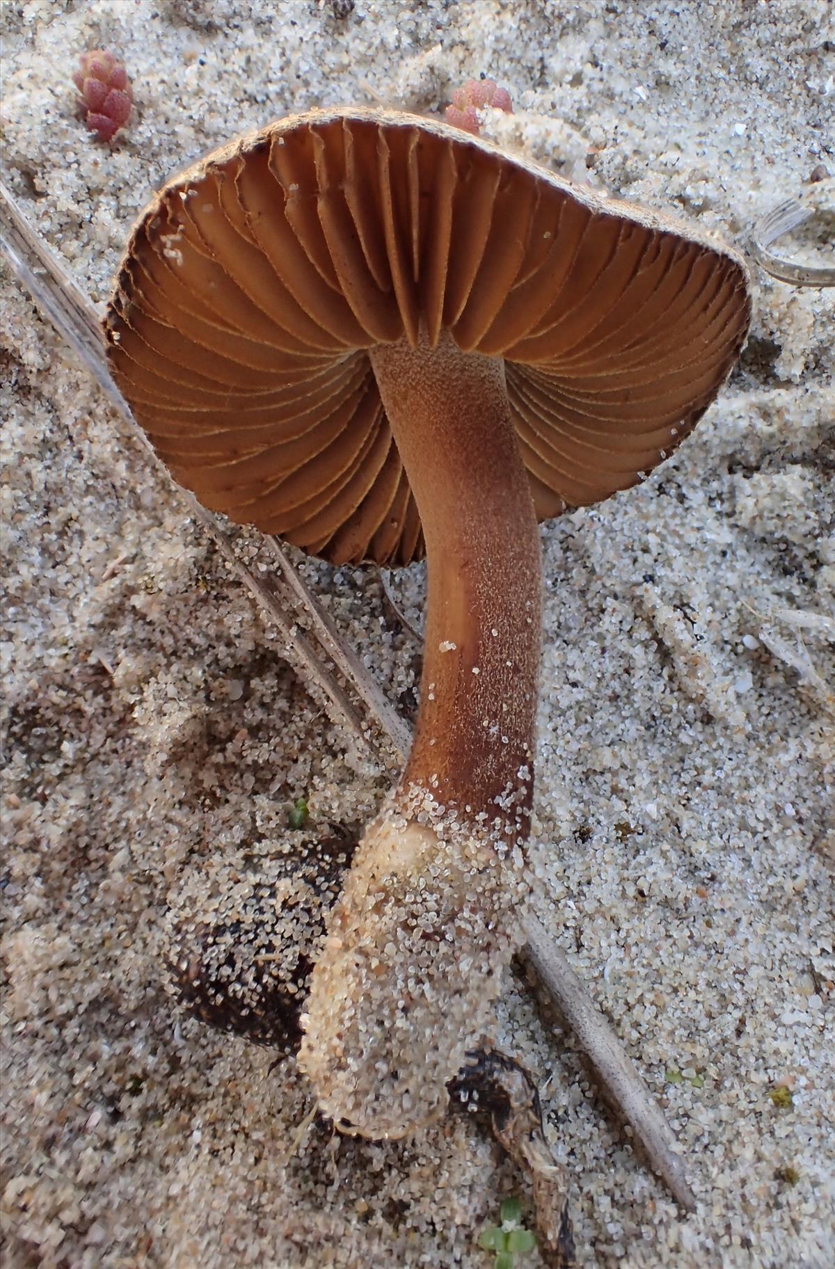 Inocybe vulpinella (door Leo Jalink)