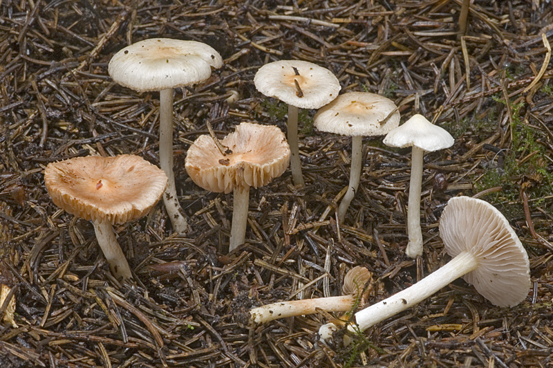 Inocybe whitei (door Nico Dam)